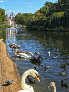 St James Park Lake and birds London Christian Tour - Nate Loper