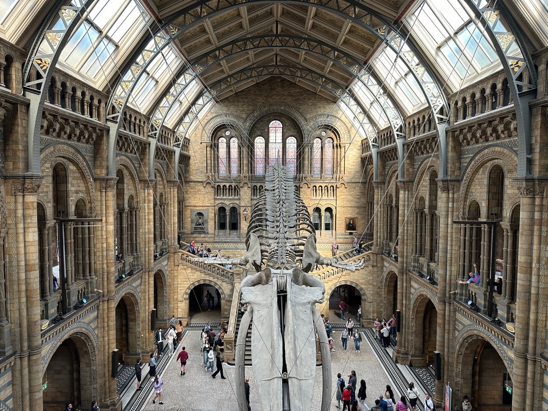A grand hall in London with a high arched ceiling and large windows houses a skeletal display of a giant animal suspended from above. Visitors, perhaps on a Christian tour, wander through this spacious, ornate setting, observing exhibits that celebrate both history and artistry.